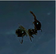 Deus Ex Machina: Itinerarium Mentis (Detail) 